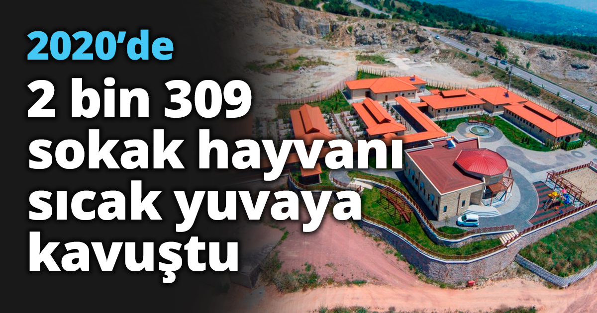2020’de 2 bin 309 sokak hayvanı sıcak yuvaya kavuştu