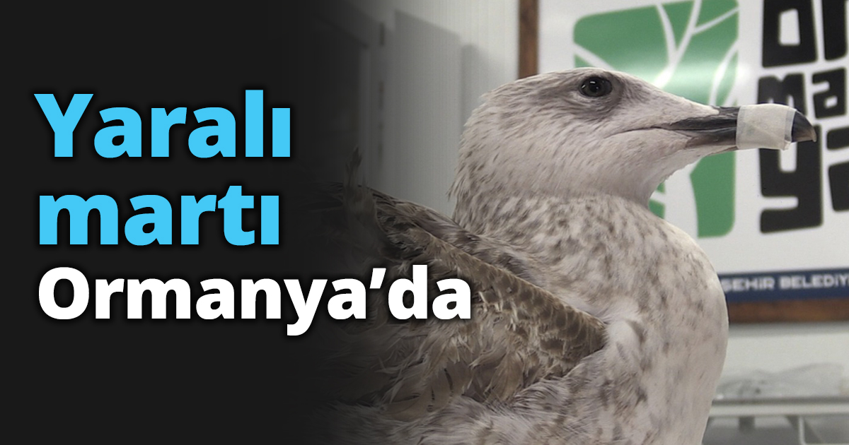 Yaralı martı Ormanya’da