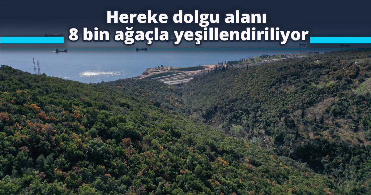 Hereke dolgu alanı 8 bin ağaçla yeşillendiriliyor