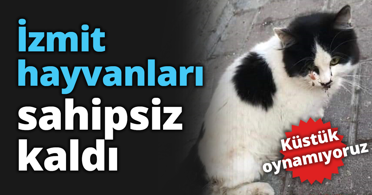 İzmit hayvanları sahipsiz kaldı