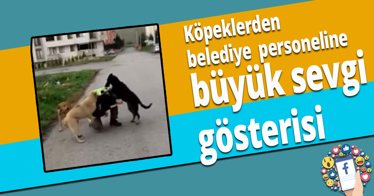 Köpeklerden belediye personeline büyük sevgi gösterisi