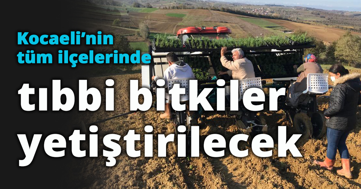  Kocaeli’nin tüm ilçelerinde tıbbi bitkiler yetiştirilecek