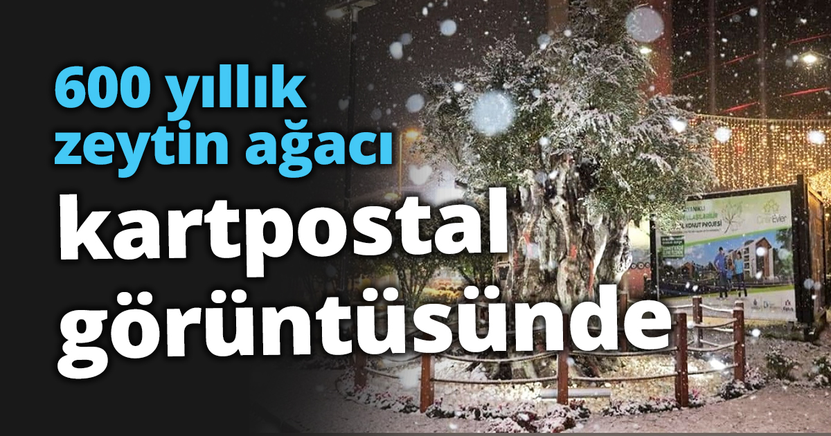 600 yıllık zeytin ağacı  kartpostal görüntüsünde
