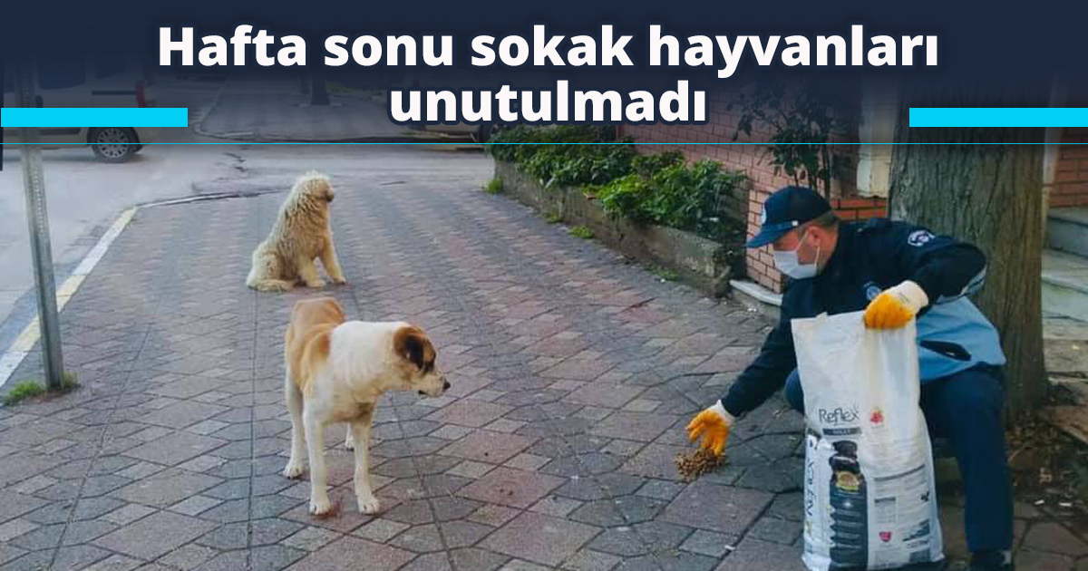 Hafta sonu sokak hayvanları unutulmadı
