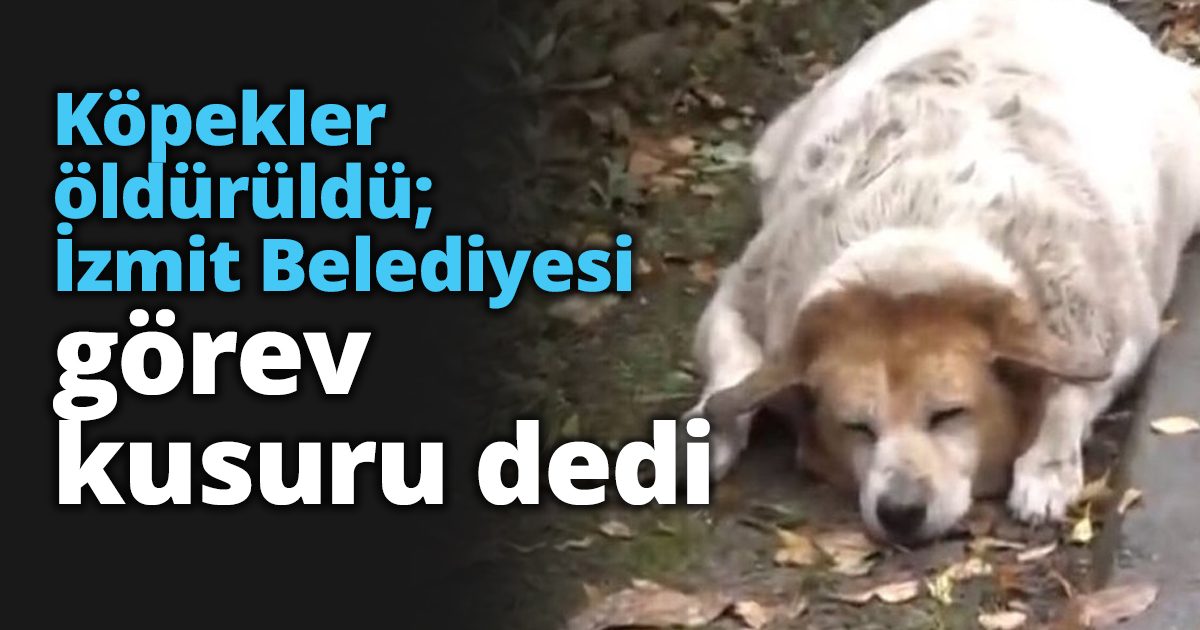 Köpekler öldürüldü; İzmit Belediyesi görev kusuru dedi
