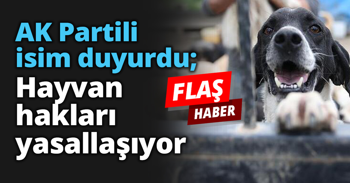 AK Partili isim duyurdu; Hayvan hakları yasallaşıyor