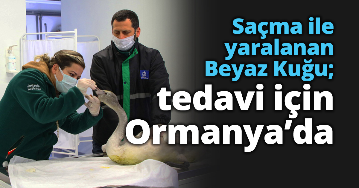 Saçma ile yaralanan Beyaz Kuğu; tedavi için Ormanya’da
