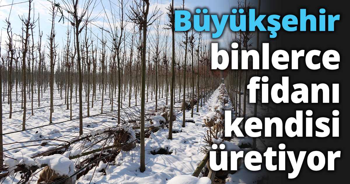 Büyükşehir binlerce fidanı kendisi üretiyor