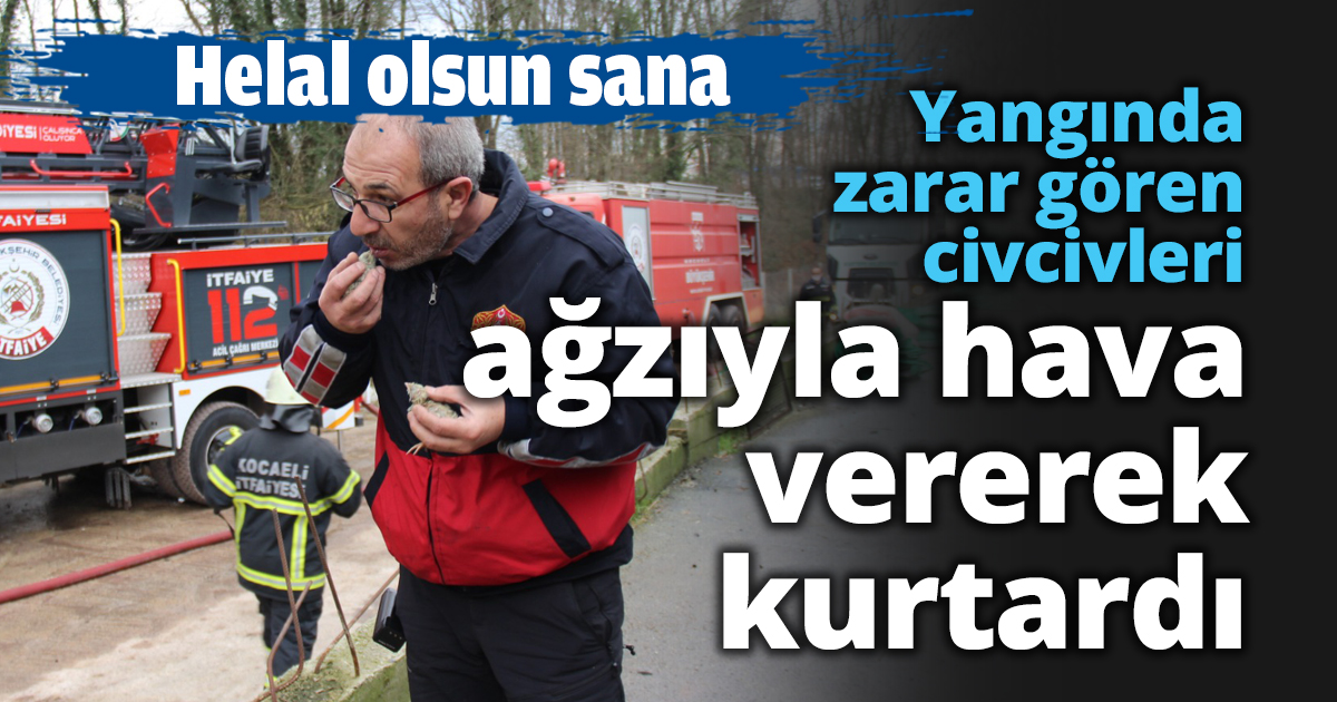 Yangında zarar gören civcivleri ağzıyla hava vererek kurtardı
