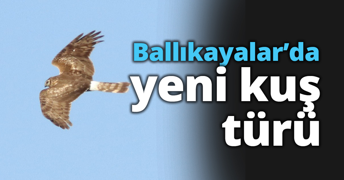 Ballıkayalar’da yeni kuş türü