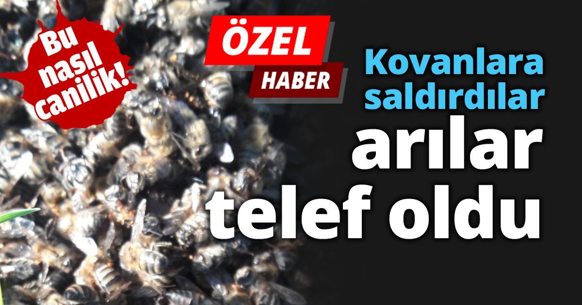 Kovanlara saldırdılar arılar telef oldu