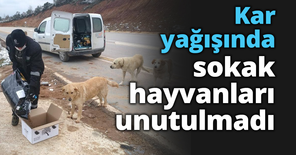 Kar yağışı öncesi sokak hayvanlarına kuru mama