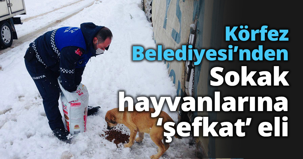 Körfez Belediyesi’nden Sokak hayvanlarına ‘şefkat’ eli 
