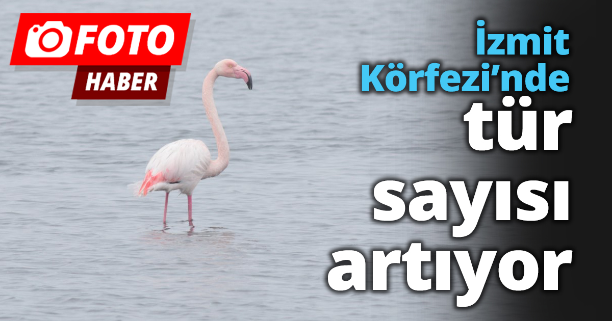İzmit Körfezi’nde tür sayısı artıyor
