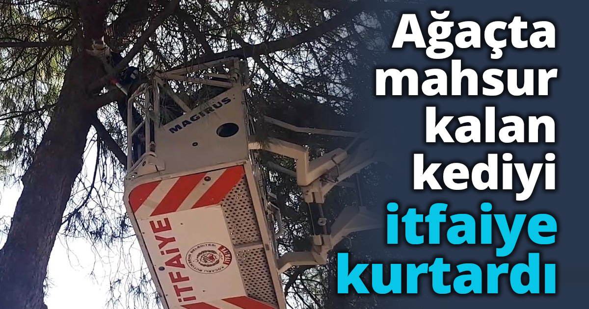 Ağaçta mahsur kalan kediyi itfaiye kurtardı