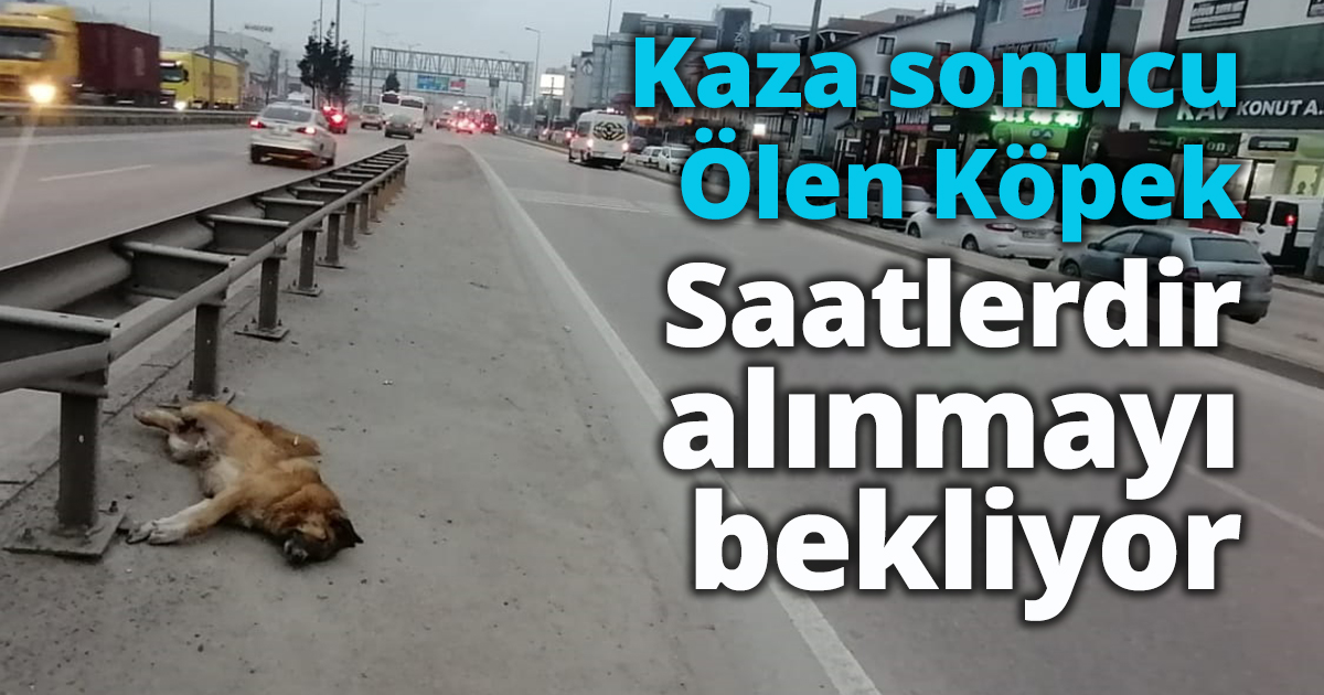 Ölen Köpek, saatlerdir alınmayı bekliyor 