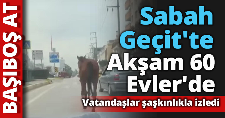 BAŞIBOŞ AT Sabah Geçit'te akşam 60 Evler'de