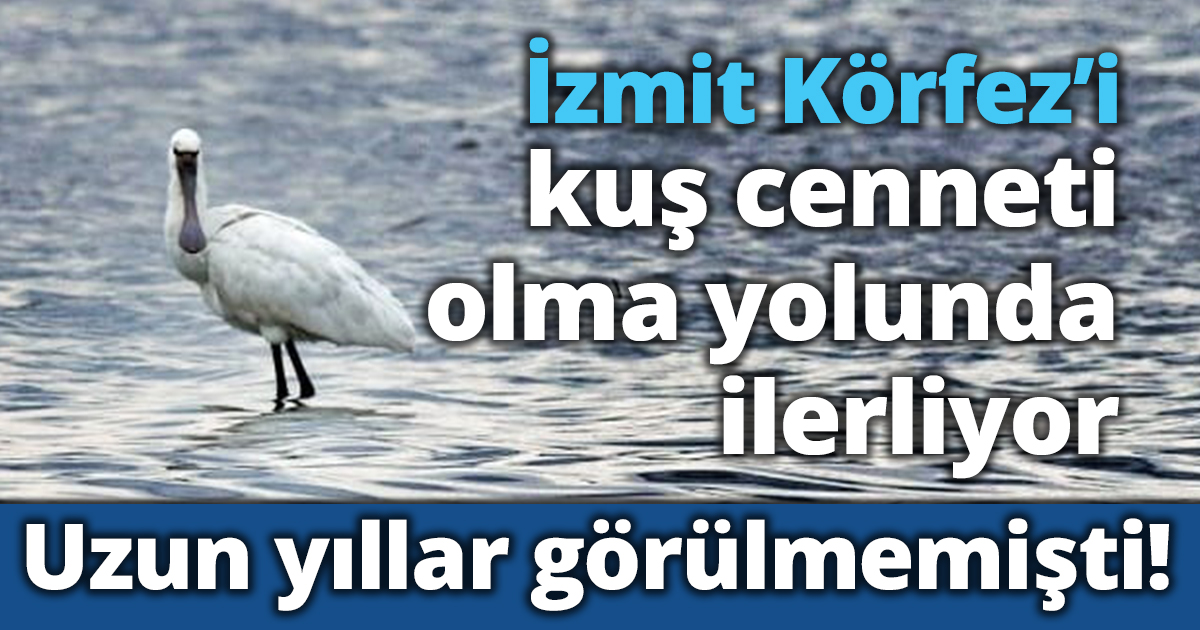 Uzun yıllar görülmemişti! İzmit Körfez’i kuş cenneti olma yolunda ilerliyor 