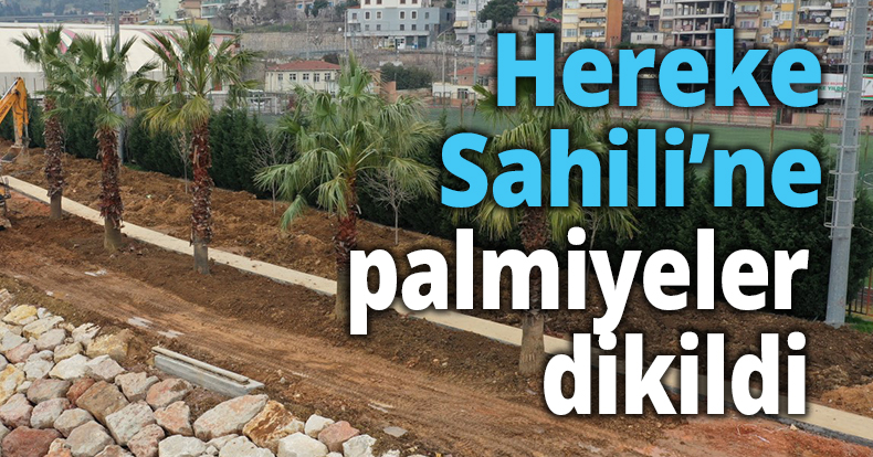 Hereke Sahili’ne palmiyeler dikildi