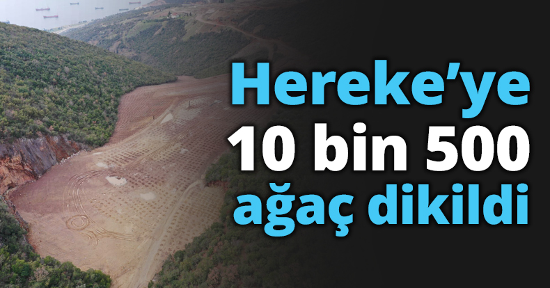 Hereke dolgu alanına 10 bin 500 ağaç dikildi
