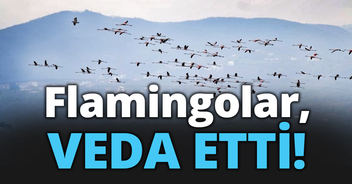 Flamingolar, VEDA ETTİ!