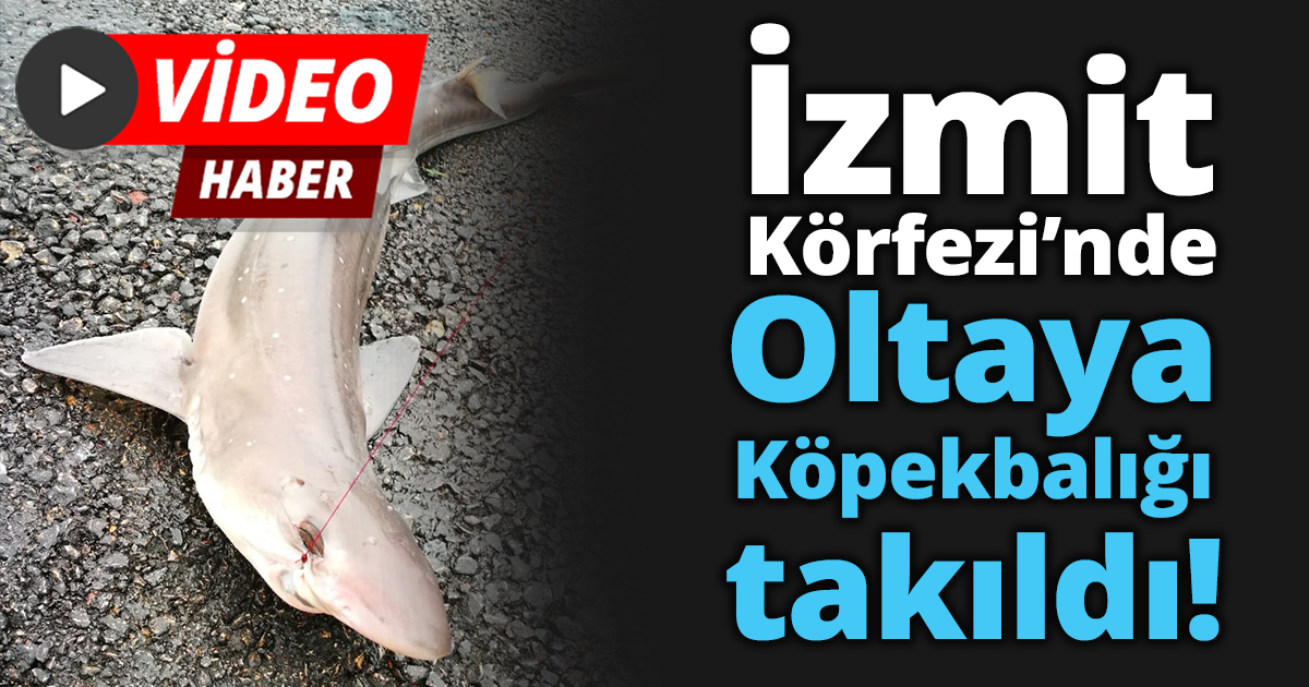 İzmit Körfez’inde oltaya, Köpekbalığı takıldı