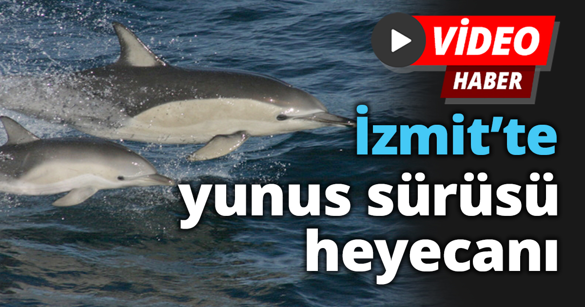 İzmit’te yunus sürüsü heyecanı
