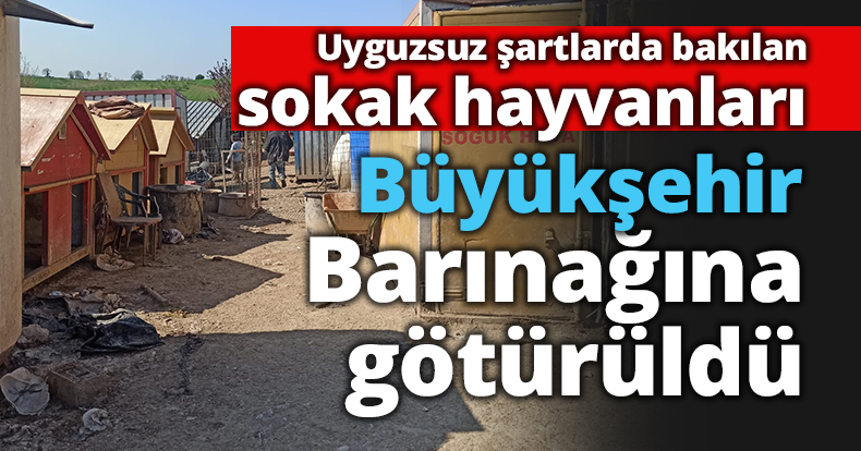 Kandıra’dan getirilen Sokak Hayvanları Büyükşehir bakımında