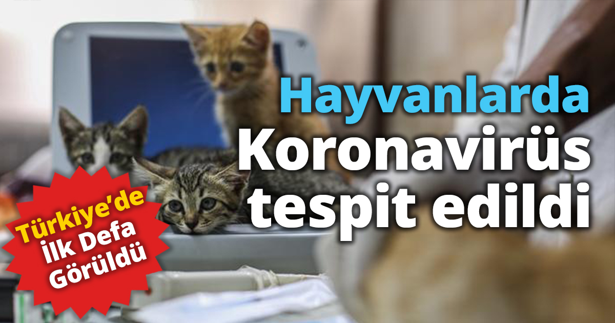 Hayvanlarda Koronavirüs tespit edildi
