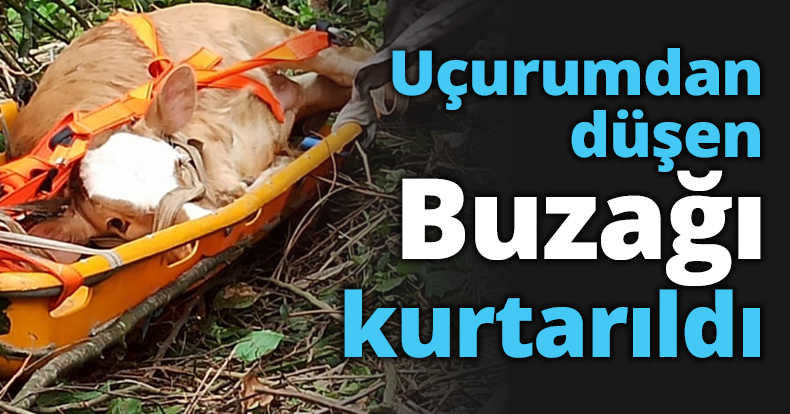 Uçurumdan düşen Buzağı kurtarıldı