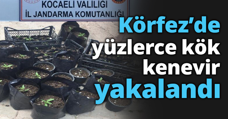 Körfez’de yüzlerce kök kenevir yakalandı