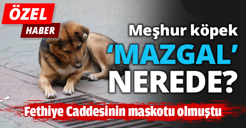 Meşhur köpek ‘mazgal’ nerede?