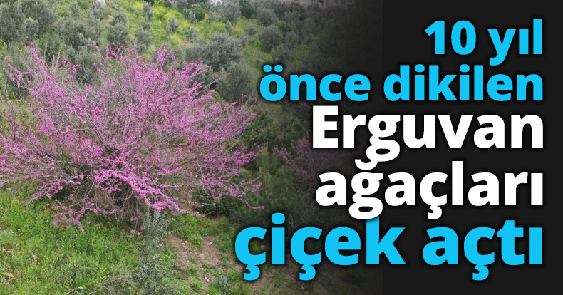 10 yıl önce dikilen Erguvan ağaçları çiçek açtı