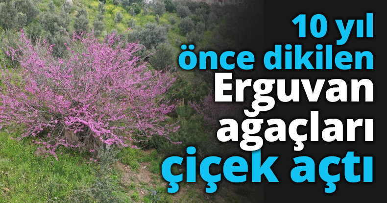 10 yıl önce dikilen Erguvan ağaçları çiçek açtı