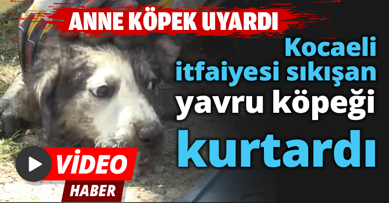 Kocaeli itfaiyesi sıkışan yavru köpeği kurtardı