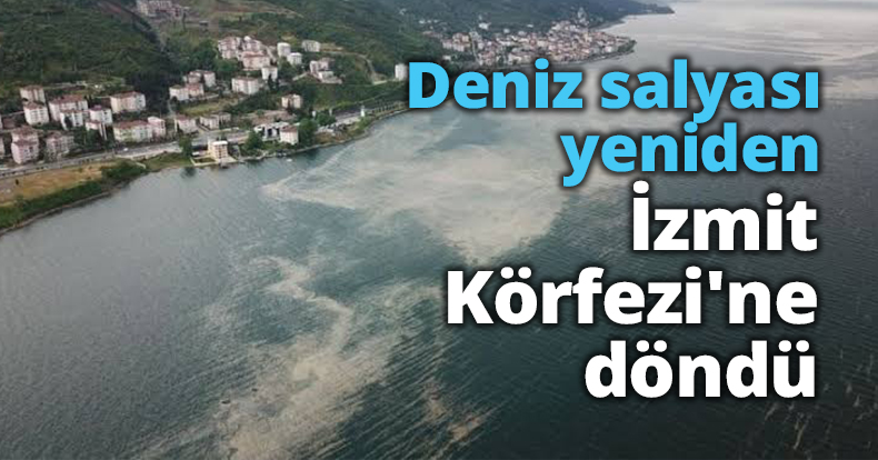 Deniz salyası yeniden İzmit Körfezi'ne döndü