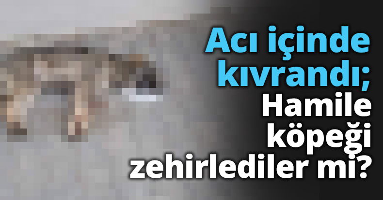 Acı içinde kıvrandı; Hamile köpeği zehirlediler mi?