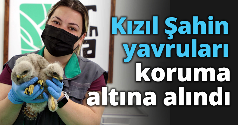Kızıl Şahin yavruları koruma altına alındı