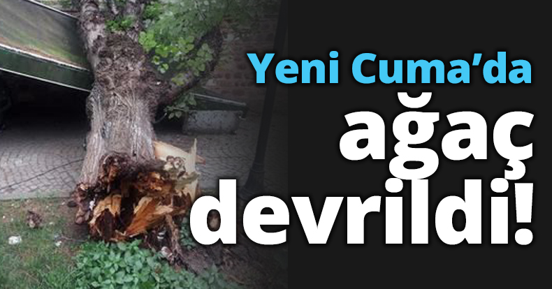 Yeni Cuma’da ağaç devrildi!