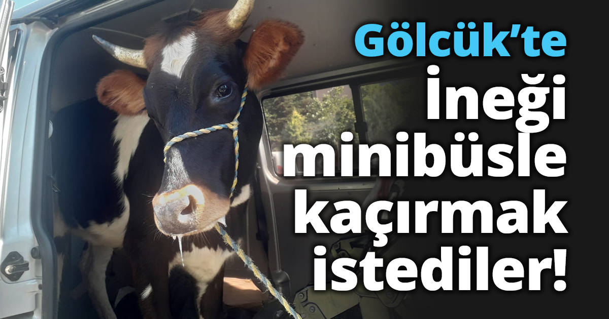 Gölcük’te ineği minibüsle kaçırmak istediler!
