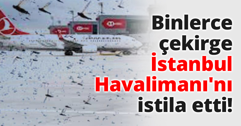 Binlerce çekirge İstanbul Havalimanı'nı istila etti!