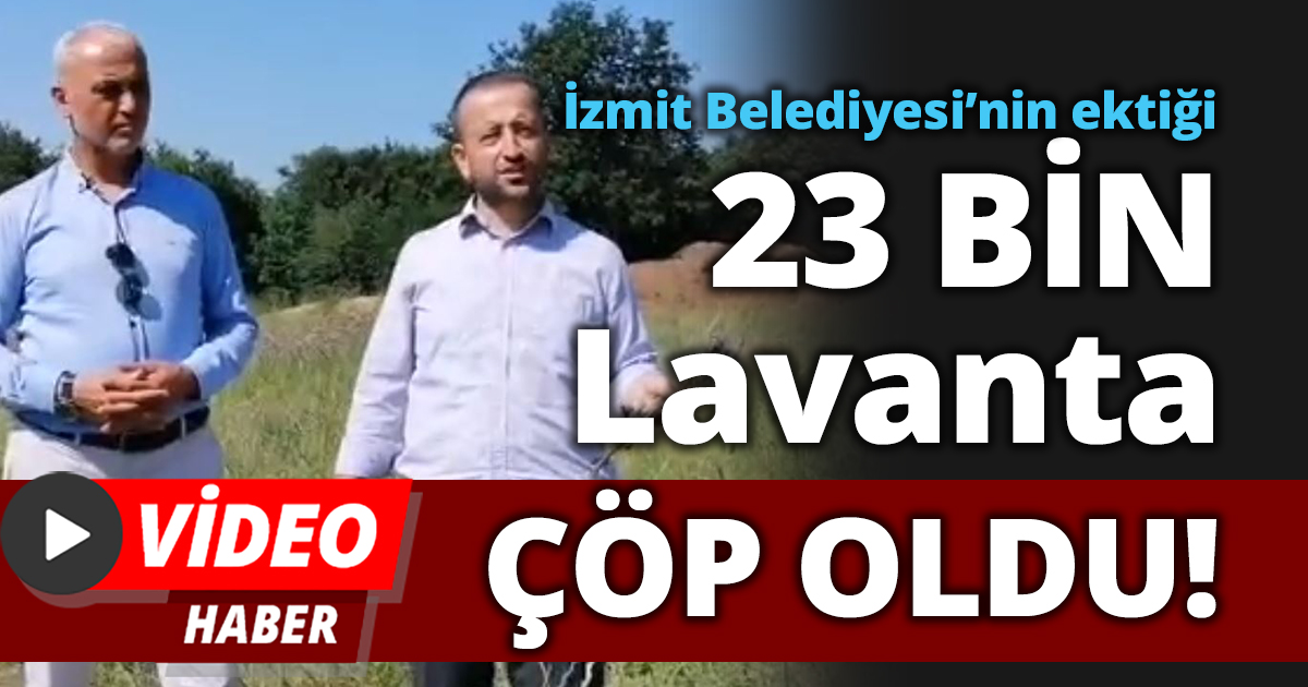 İzmit Belediyesi’nin ektiği 23 BİN Adet Lavanta ÇÖP OLDU!
