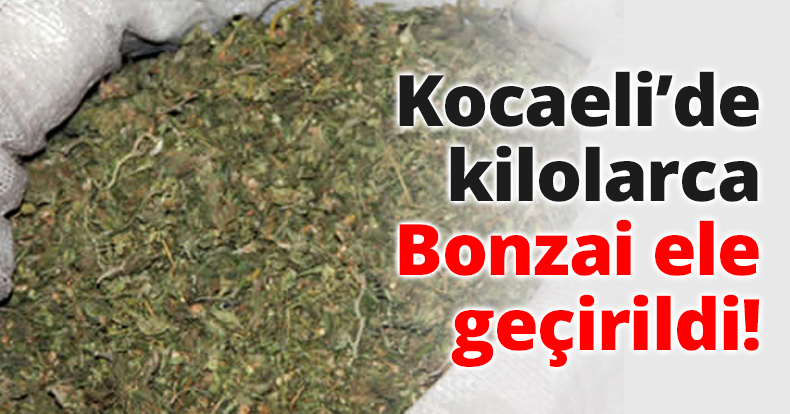 Kocaeli’de kilolarca Bonzai ele geçirildi!