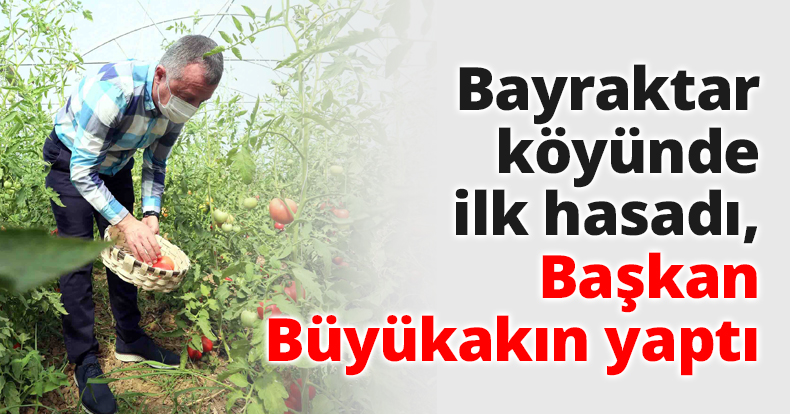 Bayraktar köyünde ilk hasadı, Başkan Büyükakın yaptı