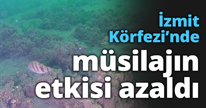 İzmit Körfezi’nde müsilajın etkisi azaldı