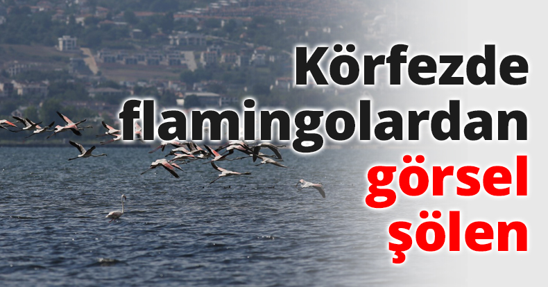Körfezde flamingolardan görsel şölen