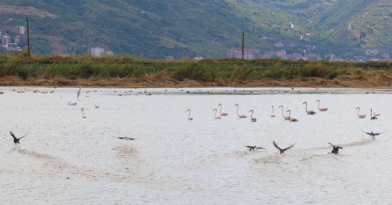 Fener Gölü’nün misafirleri; Flamingolar
