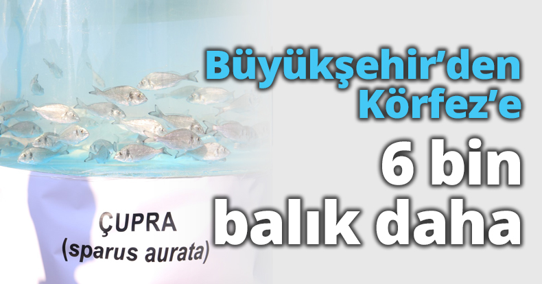 Büyükşehir’den Körfez’e 6 bin balık daha