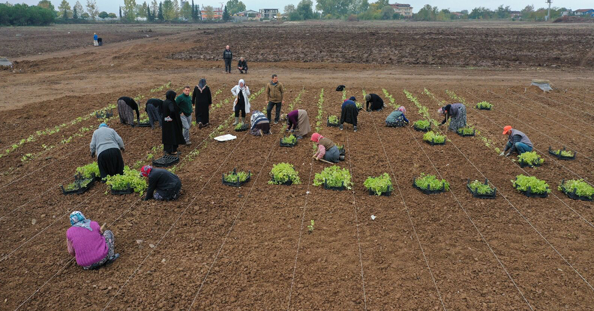 Büyükşehir’den TABİP’te Hasat ve Dikim Şenliği