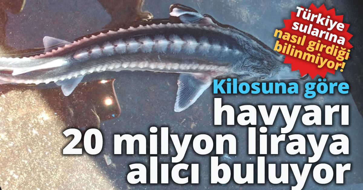 Havyarı 20 milyon liraya alıcı buluyor